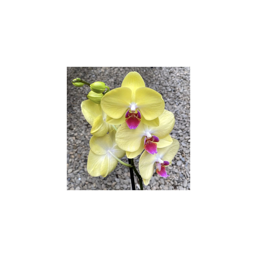 Yellow Pink Heirloom Phalaenopsis Orchid Flower Non Gmo Exotic Blooms Planting Flower Seeds [neera-v5-9611cb17f0b114094310]
