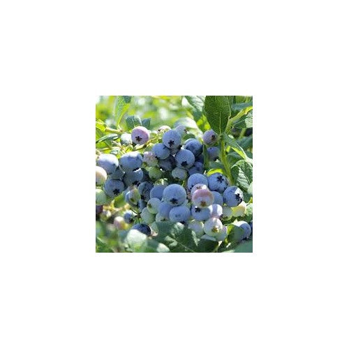 Southern Highbush Blueberries Fruit Seeds [neera-v5-9617a428c3ffbdb81cd5]