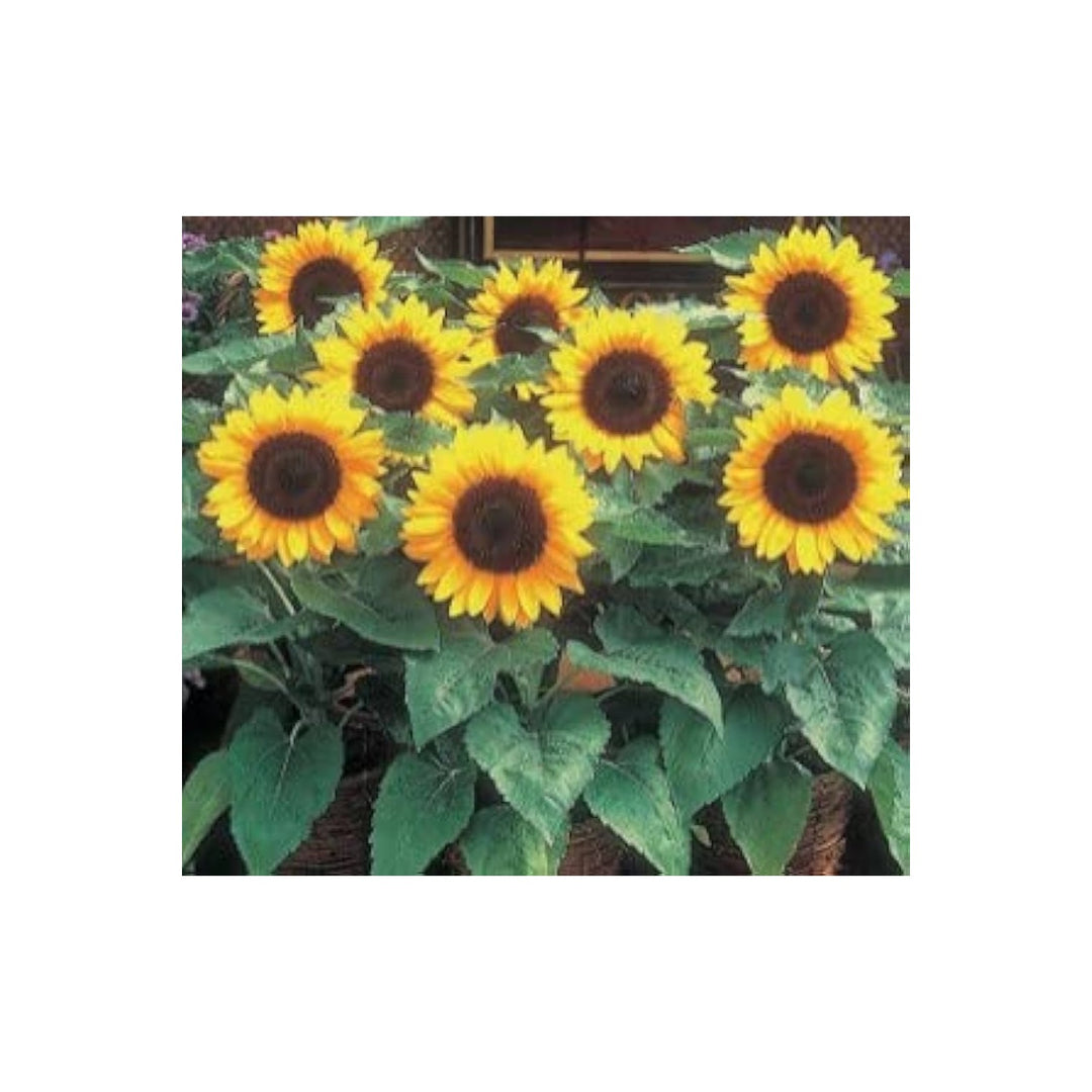 Sunflower Helianthus Annuus Fortune Flower For Planting Great For Backyard Gardening Pollinator [neera-v5-9618e997714cdf86b7c9]