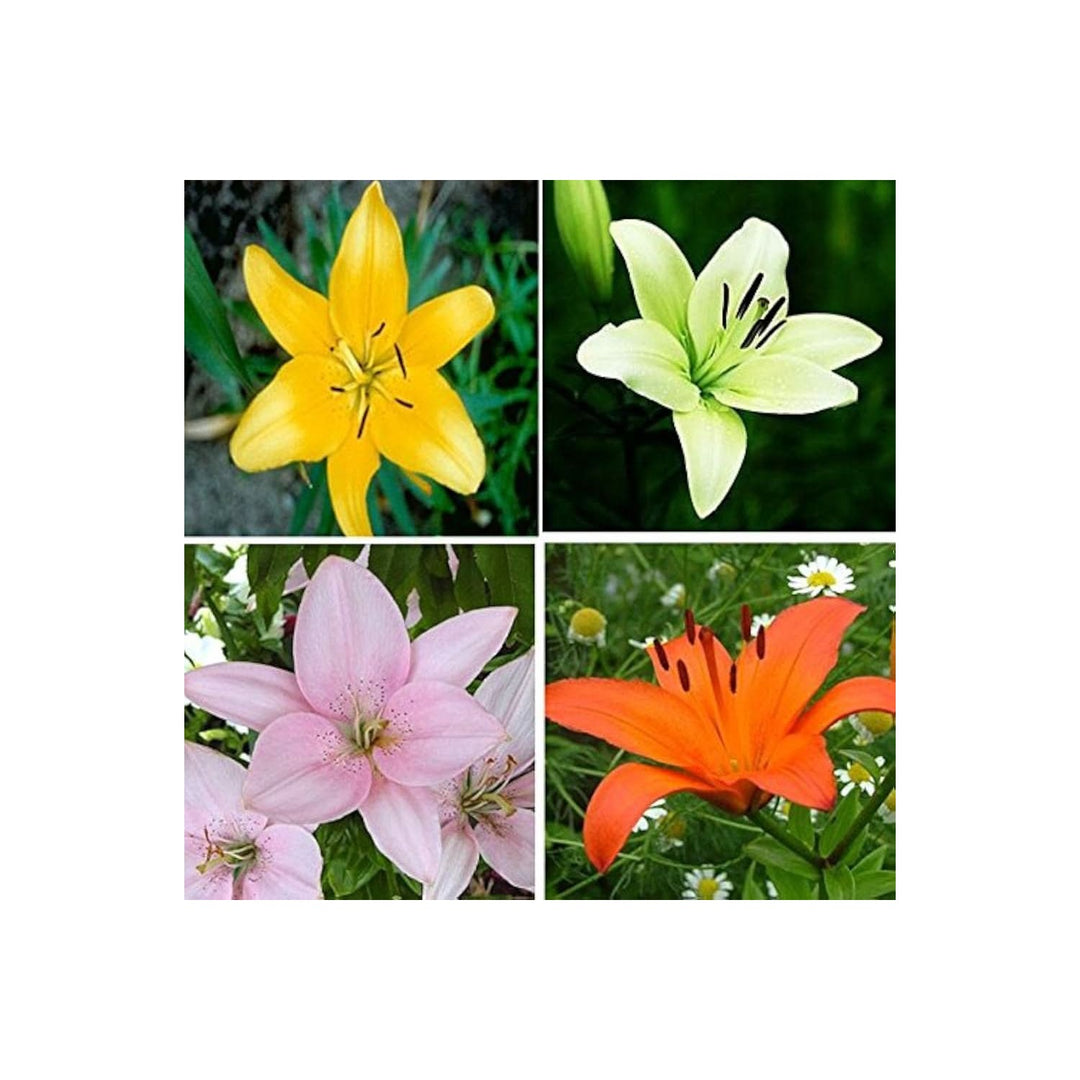 Lily Lilium Cidum Flower For Planting In Patio Planters Backyard Garden Beds Flower Seeds [neera-v5-96305f2827c9b39acd33]