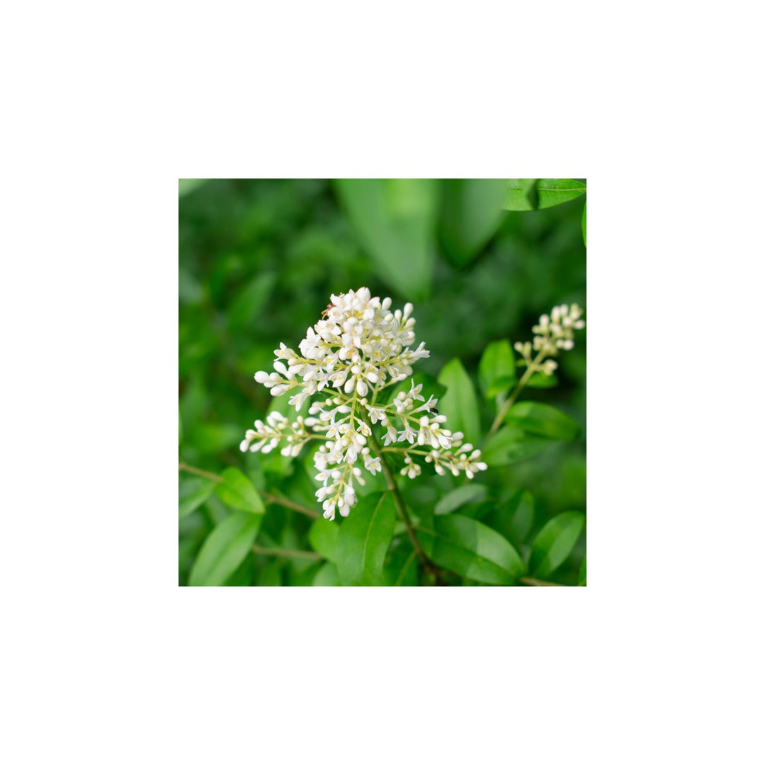 White Heirloom Non Gmo Privet Flower For Planting Fragrant Blooms For Hedges And Ornamental Gardens [neera-v5-96334868f48bd066b431]