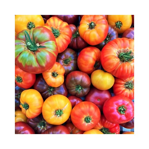 Mixed Color Beefsteak Tomato Seeds for Planting [neera-v5-9637da0aae2280753a0b]