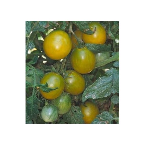 Green Tomato Seeds for Planting [neera-v5-96398147be4627428ef5]
