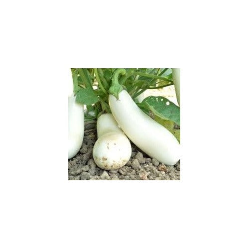 Gretel Eggplant Vegetable Seeds for Planting [neera-v5-9640b87b0cc95b42b559]