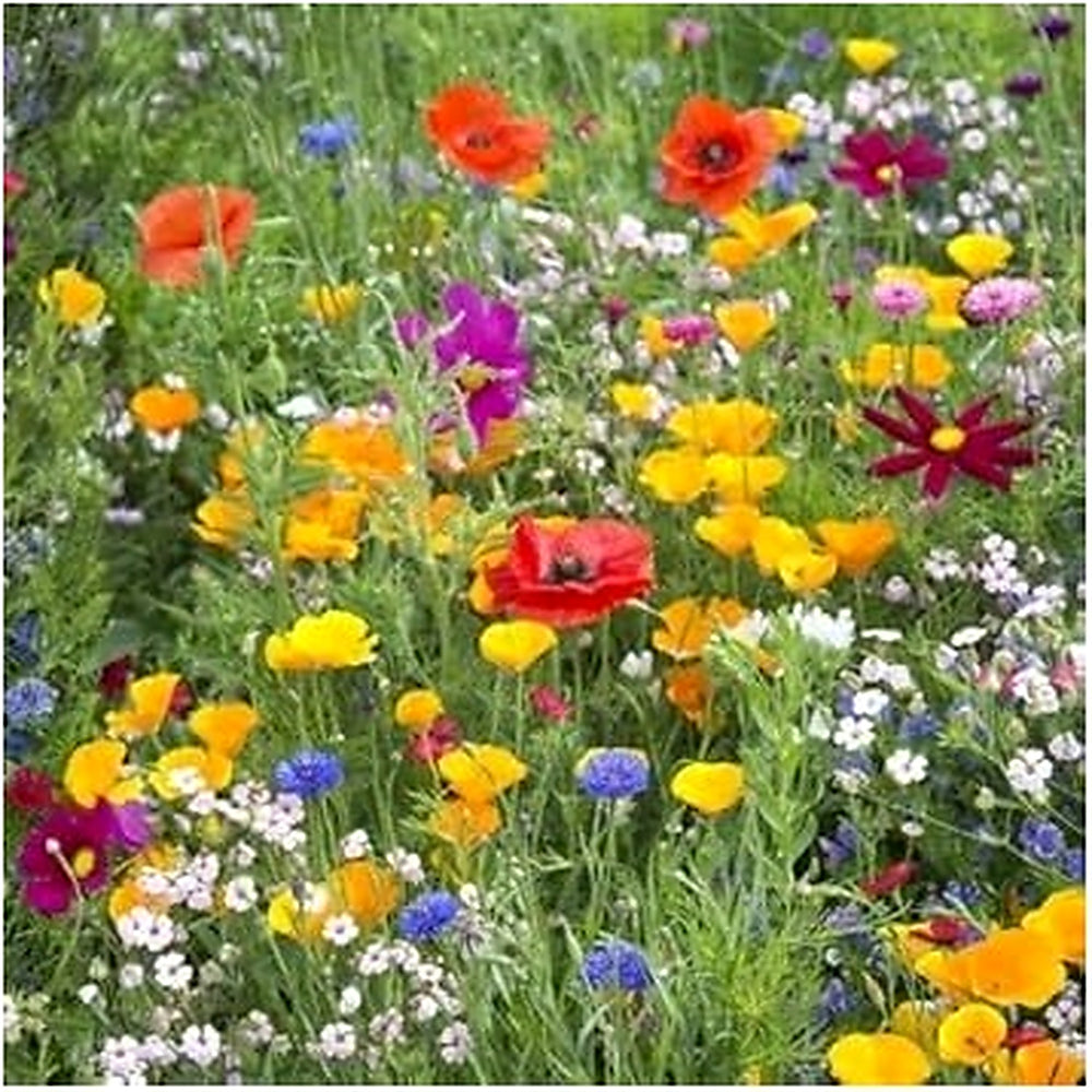 Meadow Flower Seeds for Planting [neera-v5-9646456a0d7124e44f3e]