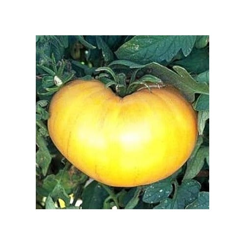Yellow Tomato Seeds for Planting [neera-v5-964746437e8646285004]