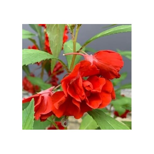 Heirloom Peach Balsam Camellia Flower Seeds [neera-v5-9649c8fe7ecbcd25a45a]