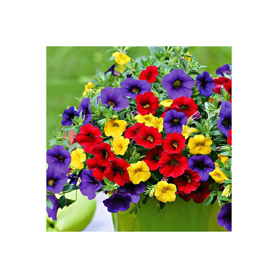 Mix Calibrachoa Petunia Flower For Planting Heirloom Non Gmo Bonsai Garden Blooms Flower Seeds for [neera-v5-9661e2fdb6a49f314a37]