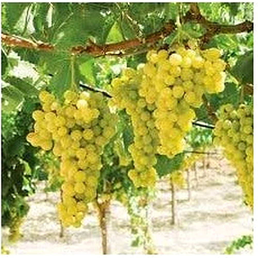 Lakemont Grape Fruit Seeds [neera-v5-966f1838edc3099b6b9e]