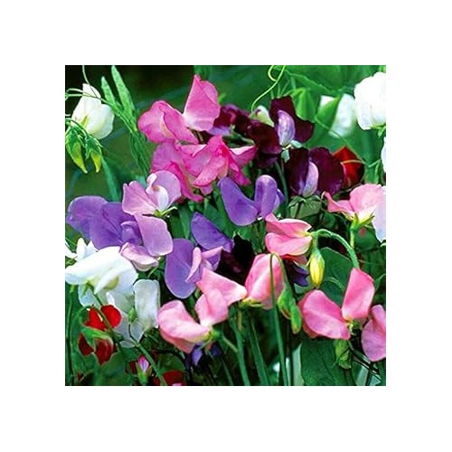 Heirloom Non-GMO Mixed Sweet Pea Flower Seeds for Planting [neera-v5-9672929effbc5202a9d1]