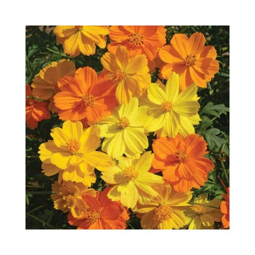 Bright Lights Cosmos Planting Free Ship Store Heirloom Non Gmo Flower Seeds Home Garden [neera-v5-9674c061d876b0c285ad]