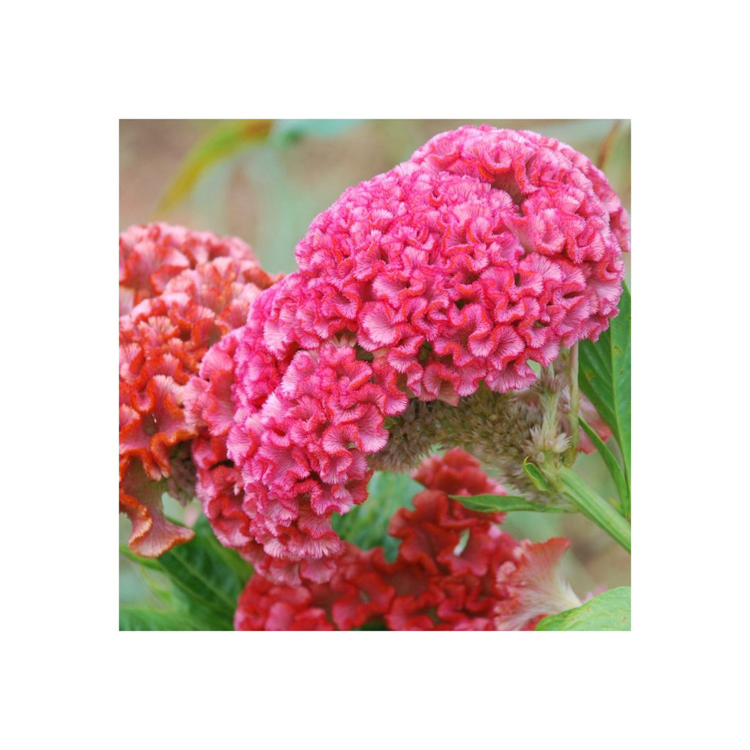 Cristata Flower Heirloom Non Gmo Celosia Blooms Colorful Garden Planting Flower Seeds Home [neera-v5-967bab3f9380016f0f64]