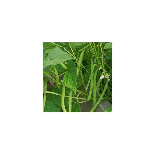 Bush Bean Seeds for Planting [neera-v5-968080699f4ba7e66470]