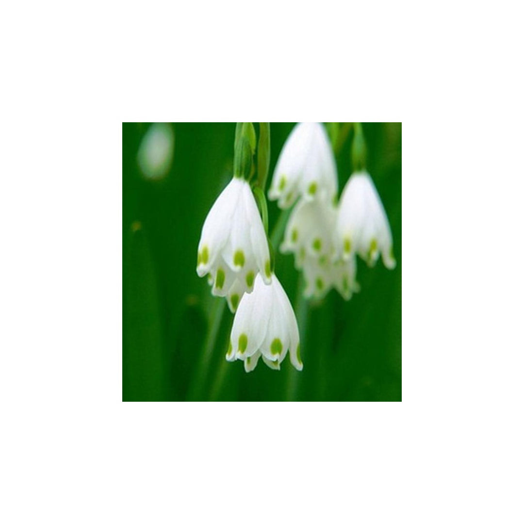 White Rich Aroma Flower For Planting Flower Seeds for Home Garden Planting, Fragrant Organic [neera-v5-9680cca145136599cc55]