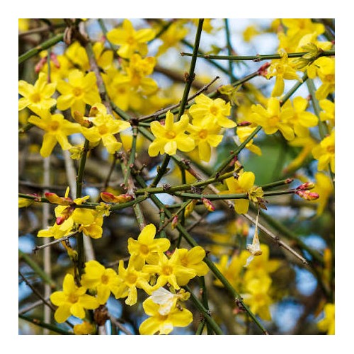 Winter Jasmine Flower Seeds for Planting [neera-v5-969379fb8bd1f5843d31]
