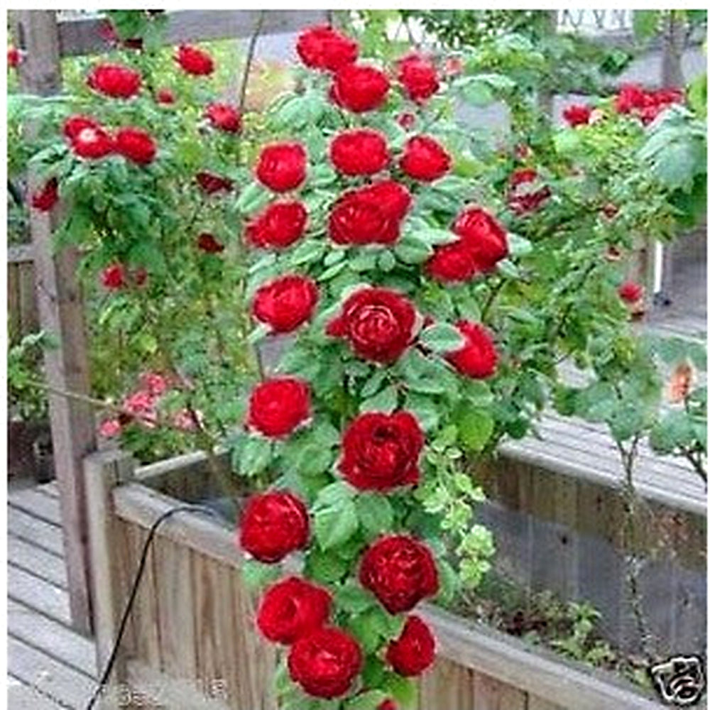 Red Climbing Rose Seeds [neera-v5-96964ece14ab0099858a]