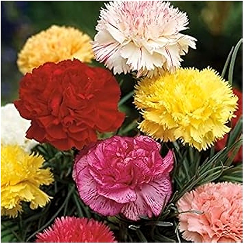 Heirloom Non-GMO Dianthus Flower Seeds for Garden Planting [neera-v5-96997bc121bd7861f2af]
