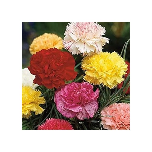 Heirloom Non-GMO Dianthus Flower Seeds for Garden Planting [neera-v5-96997bc121bd7861f2af]