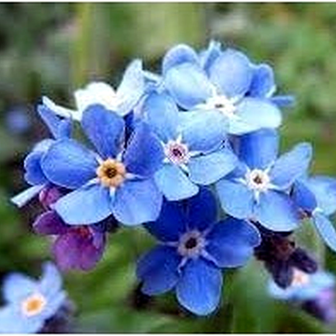 Myosotis Sylvatica Flower Planting Seeds for Garden [neera-v5-96bc3d6659f56782d235]