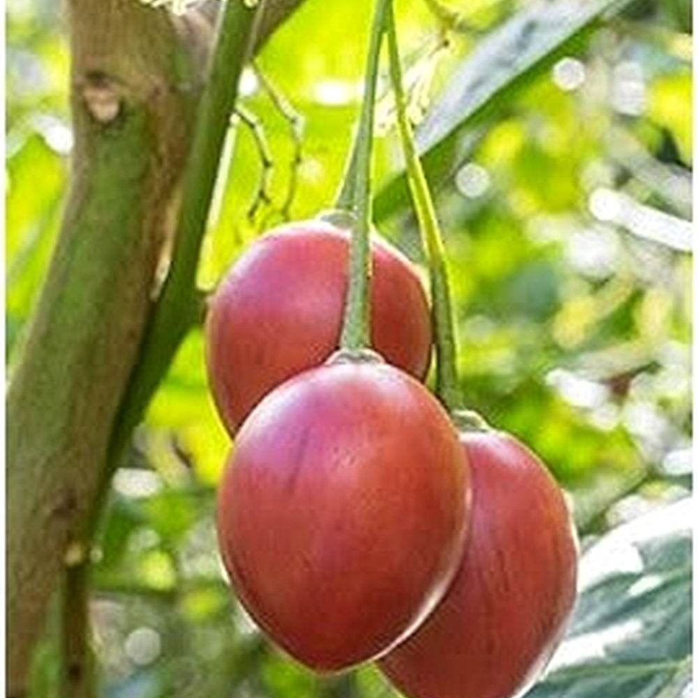 Cyphomandra Betacea Fruit Seed Set for Planting | Heirloom Non-GMO Organic Garden Seeds for Exotic Fruit Trees [neera-v5-96bd8e6e60c6ce00ec1f]