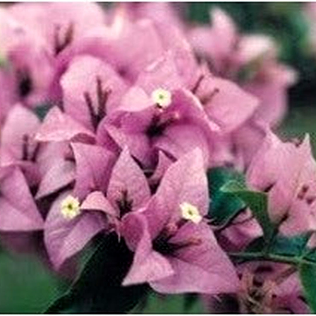Light Violet Bougainvillea Flower Seeds for Planting [neera-v5-96c04e31014cd84641f1]