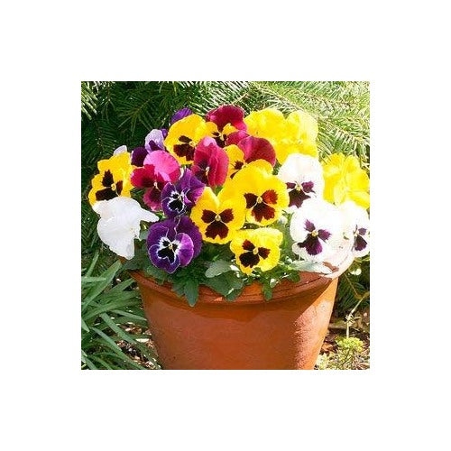 Heirloom Mixed Color Pansy Flower Seeds for Planting [neera-v5-96cb7edf209db3a1309b]