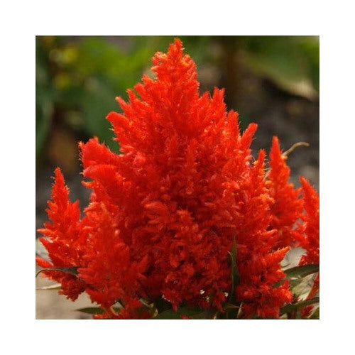 Scarlet Plume Celosia Planting Non Gmo Heirloom Flower Seeds Home Garden Planting, Premium [neera-v5-96e21010a9c42c1f83c9]