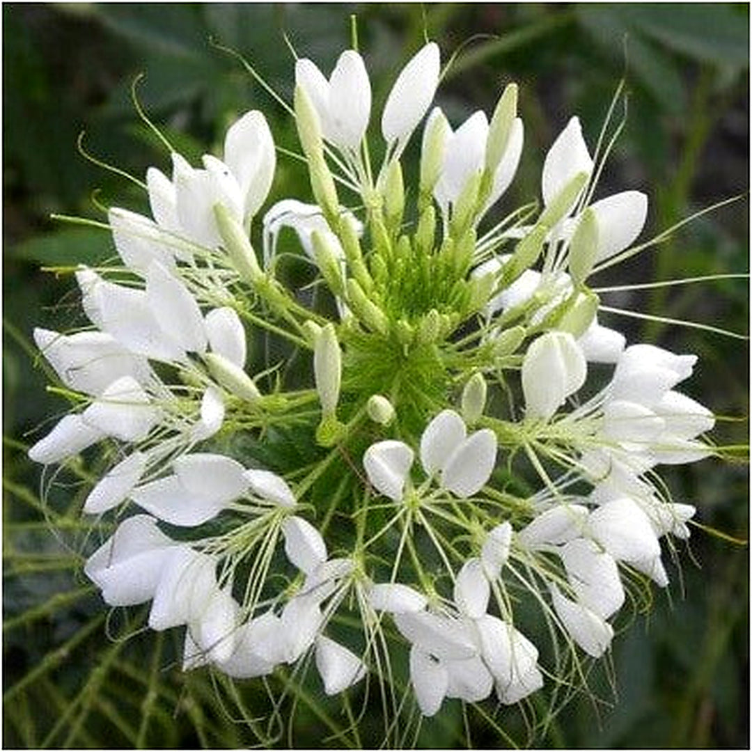 White Queen Cleome Planting Non Gmo Store Heirloom Flower Seeds Home Garden Planting, [neera-v5-96e6e58726cdbcc52a0b]