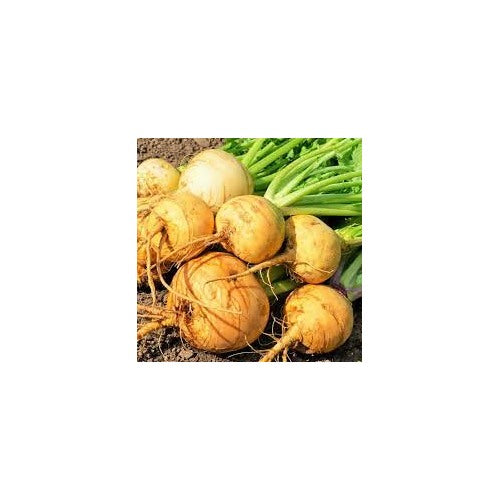 Golden Ball Turnip Vegetable Seeds for Planting [neera-v5-96f32a92e42449717de5]
