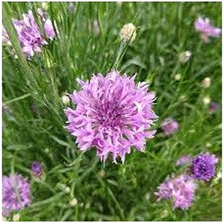 Purple Centaurea Flower Seeds for Planting [neera-v5-9708e53380b3636bd4e0]