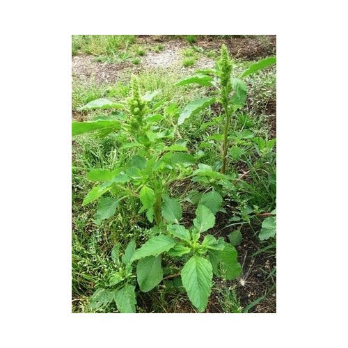 Red Root Pigweed Amaranthus Retroflexus Organic Free Sh Heirloom Non Gmo Flower Seeds Home [neera-v5-9709353aa291220b533c]