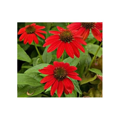 Red Sunflower Seeds for Planting [neera-v5-970be901e3e27c909c92]