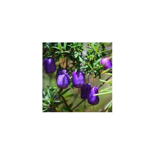 Purple Apple Berry Fruit Tree Seeds for Planting [neera-v5-970cadc173a031e29ae6]