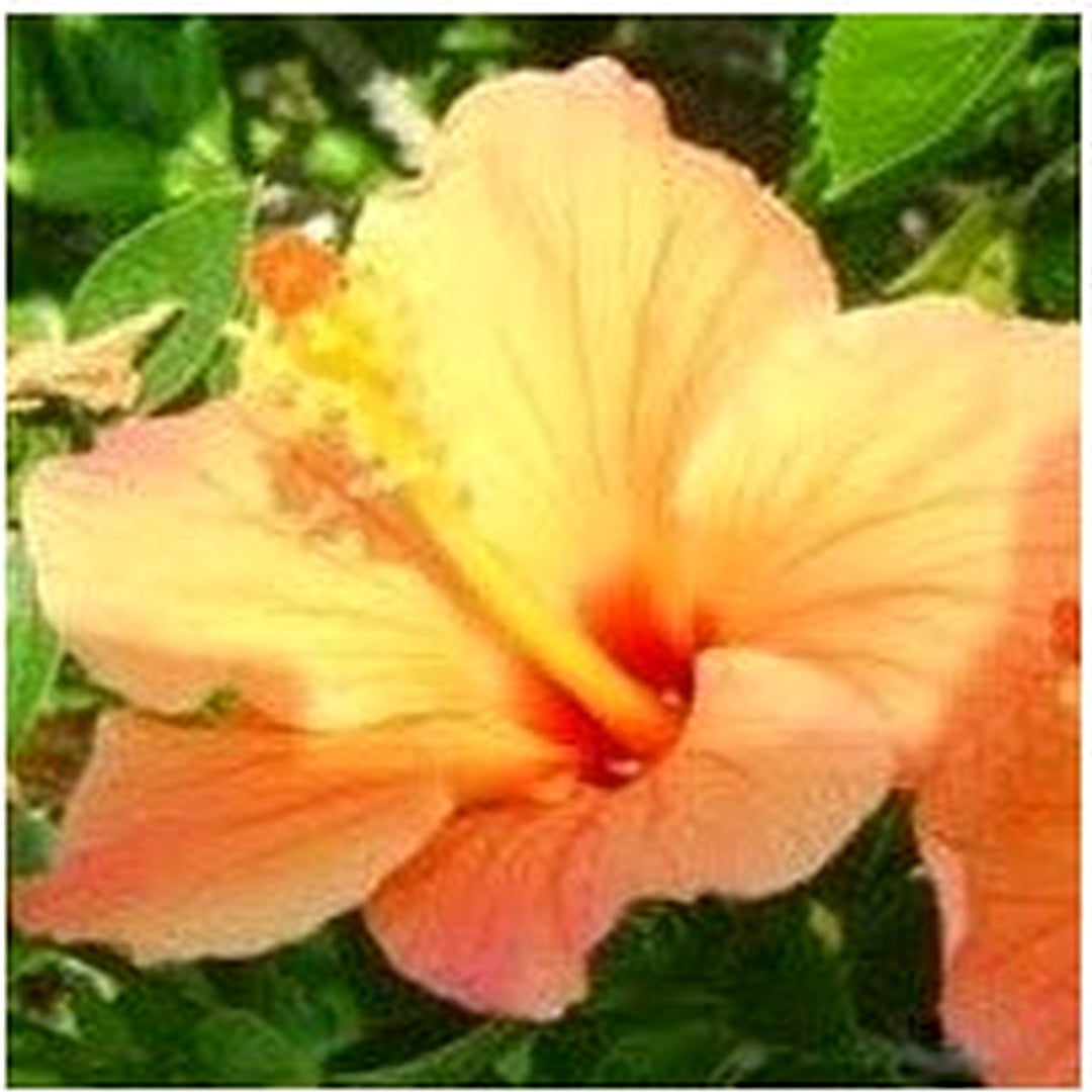 Heirloom Non-GMO Hibiscus Flower Seeds for Planting [neera-v5-971492c9a80f70d3ebef]