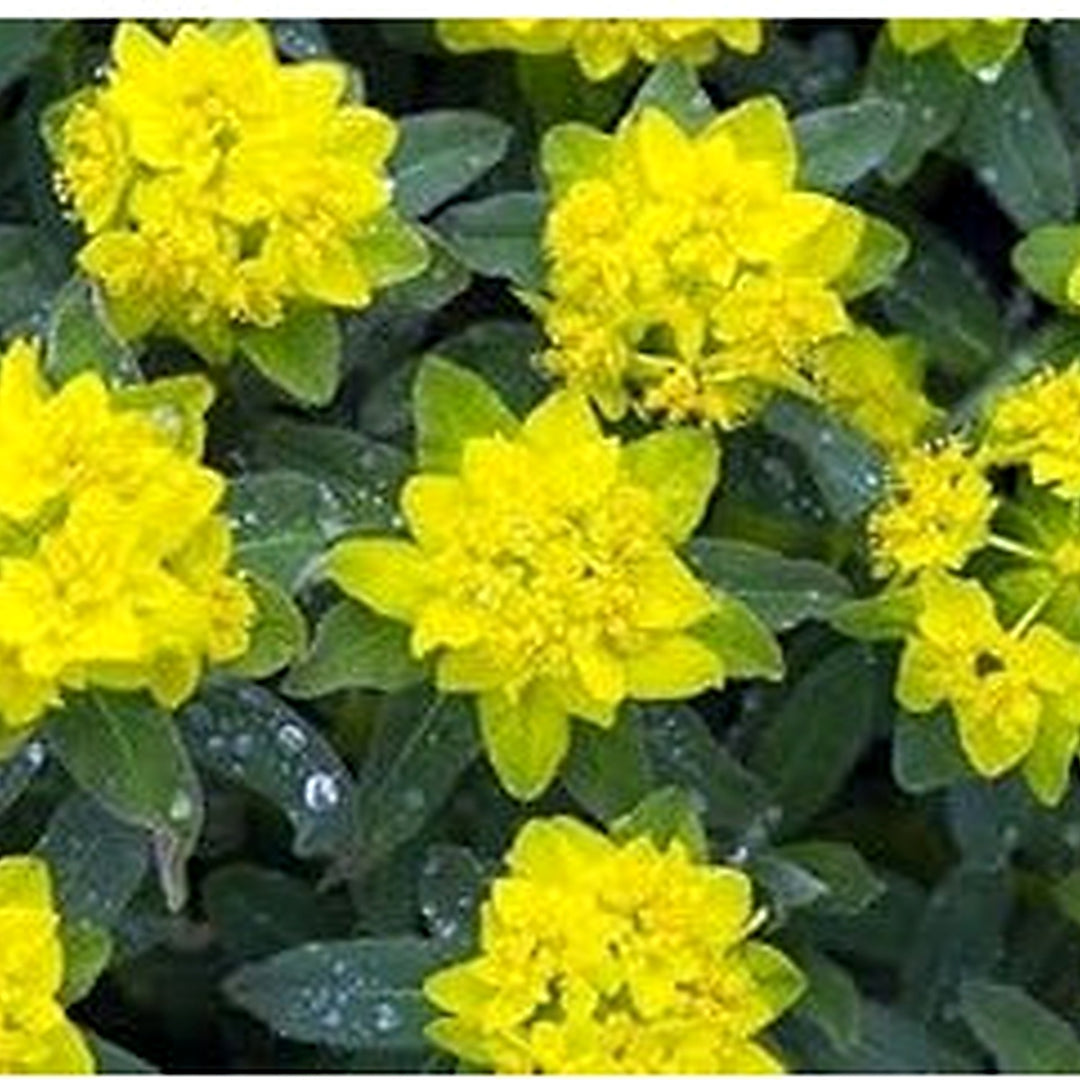 Heirloom Fireglow Flower Seeds, Non-GMO Bright Orange Blooms for Eye-Catching Garden Planting [neera-v5-97164ade6b8cac0c41b3]