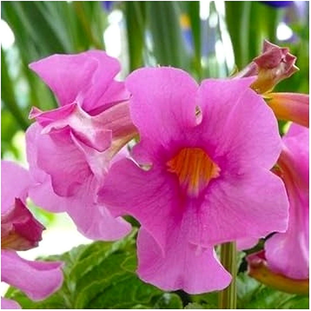 Heirloom Non-GMO Pink Incarvillea Flower Seeds for Planting [neera-v5-971aea2eba596fd74bdd]