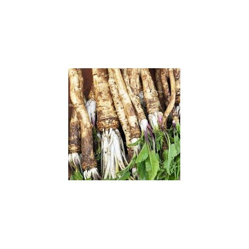 Horseradish Root Seeds for Planting [neera-v5-971cc84666fcd6fec0a2]