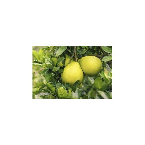Heirloom Citrus Maxima Pomelo Fruit Seeds for Planting [neera-v5-97255ca0bbb5f85ab7e5]