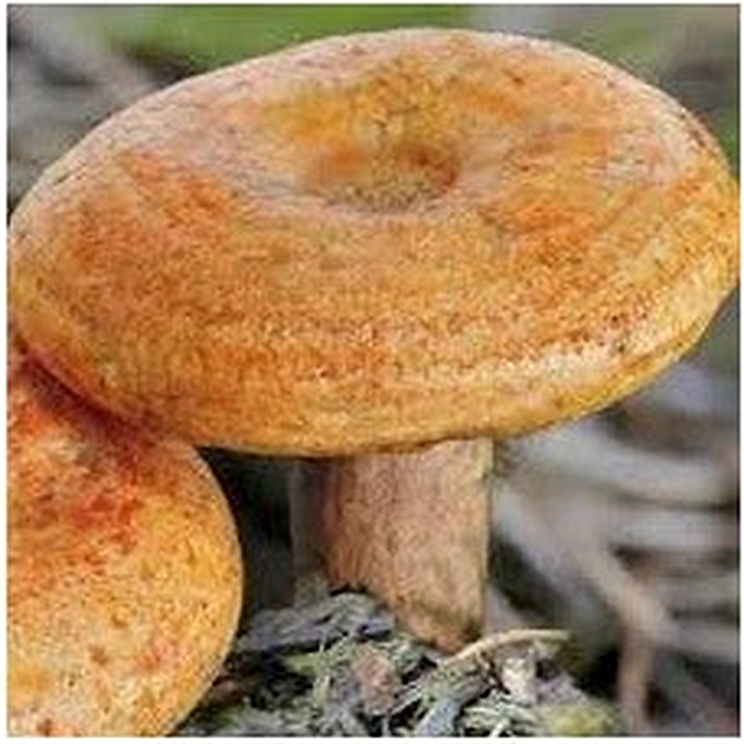 Milkcap Mushroom Seeds for Planting [neera-v5-9748f3a1b7b3904115dd]