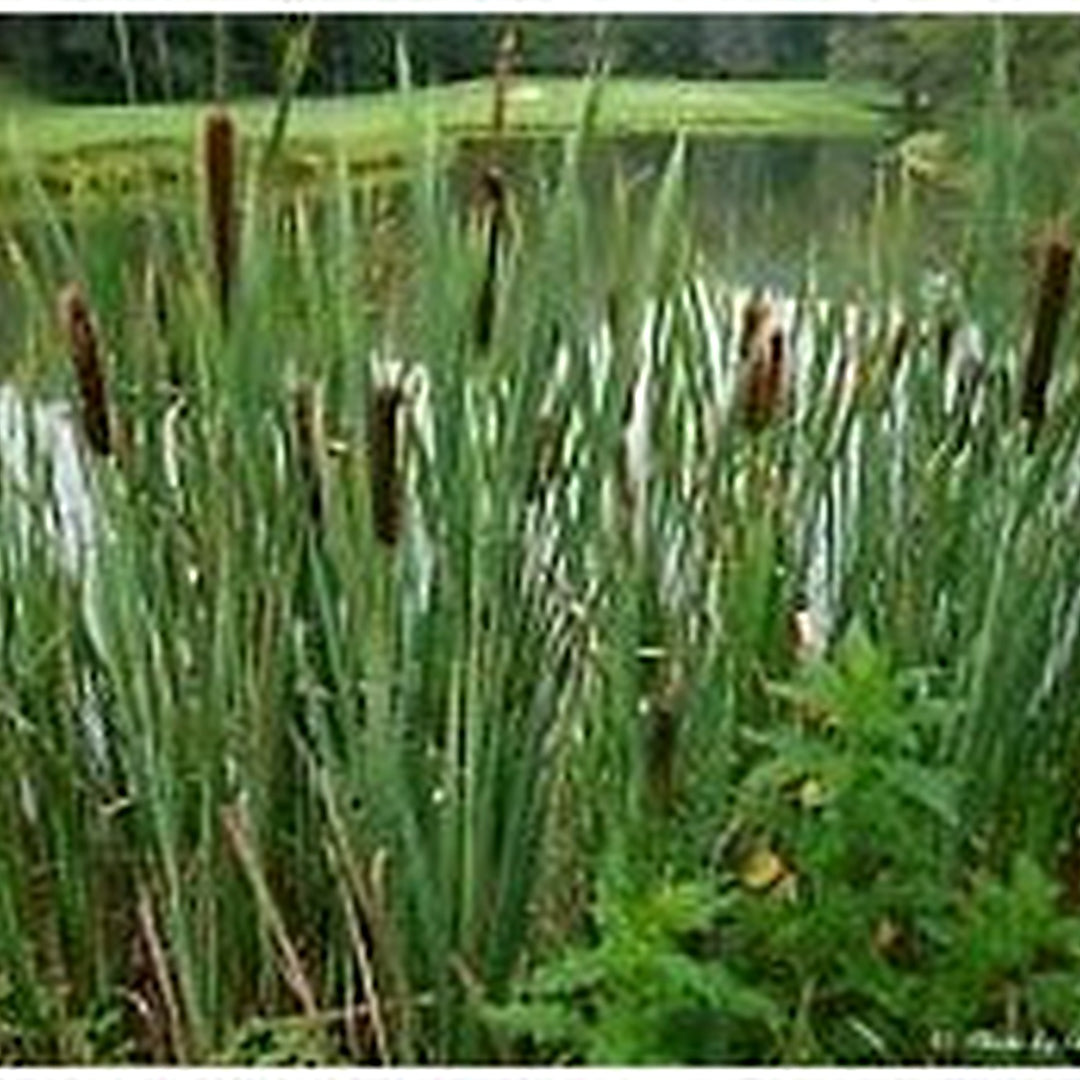 Green Cattail Plant Seeds for Planting [neera-v5-974d732c48b0f1221469]