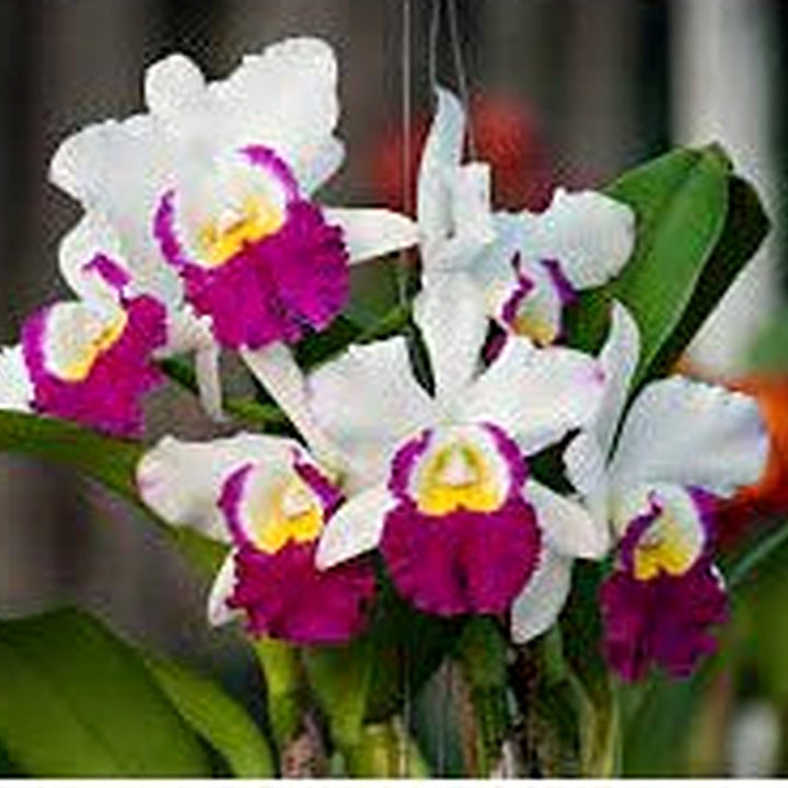 Cattleya Multicolor Orchid Seeds for Planting [neera-v5-975add11cdb5ec96758b]