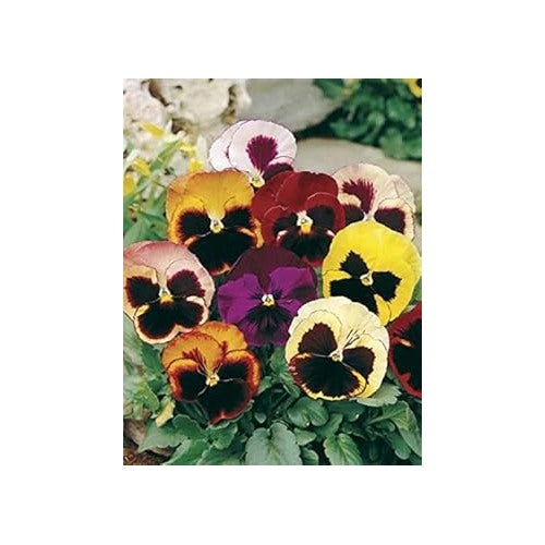 Heirloom Pansy Swiss Flower Seeds for Planting [neera-v5-97631014405ed8371888]