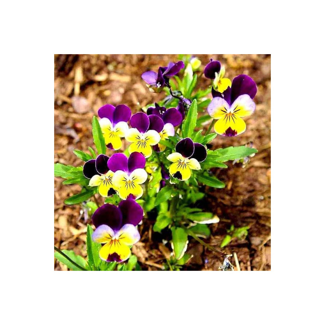 Pansy Viola X Wittrockiana Cooling Greeting Frost Flower For Planting In Seasonal Home Garden Beds [neera-v5-976c002d22bfb89a1a75]