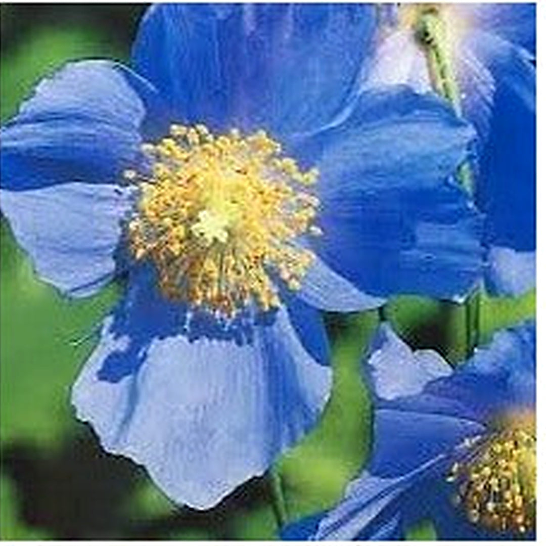 Meconopsis Flower For Planting Flower Seeds for Home Garden Planting, Landscape Organic Blooming [neera-v5-97796cf13951eed22392]