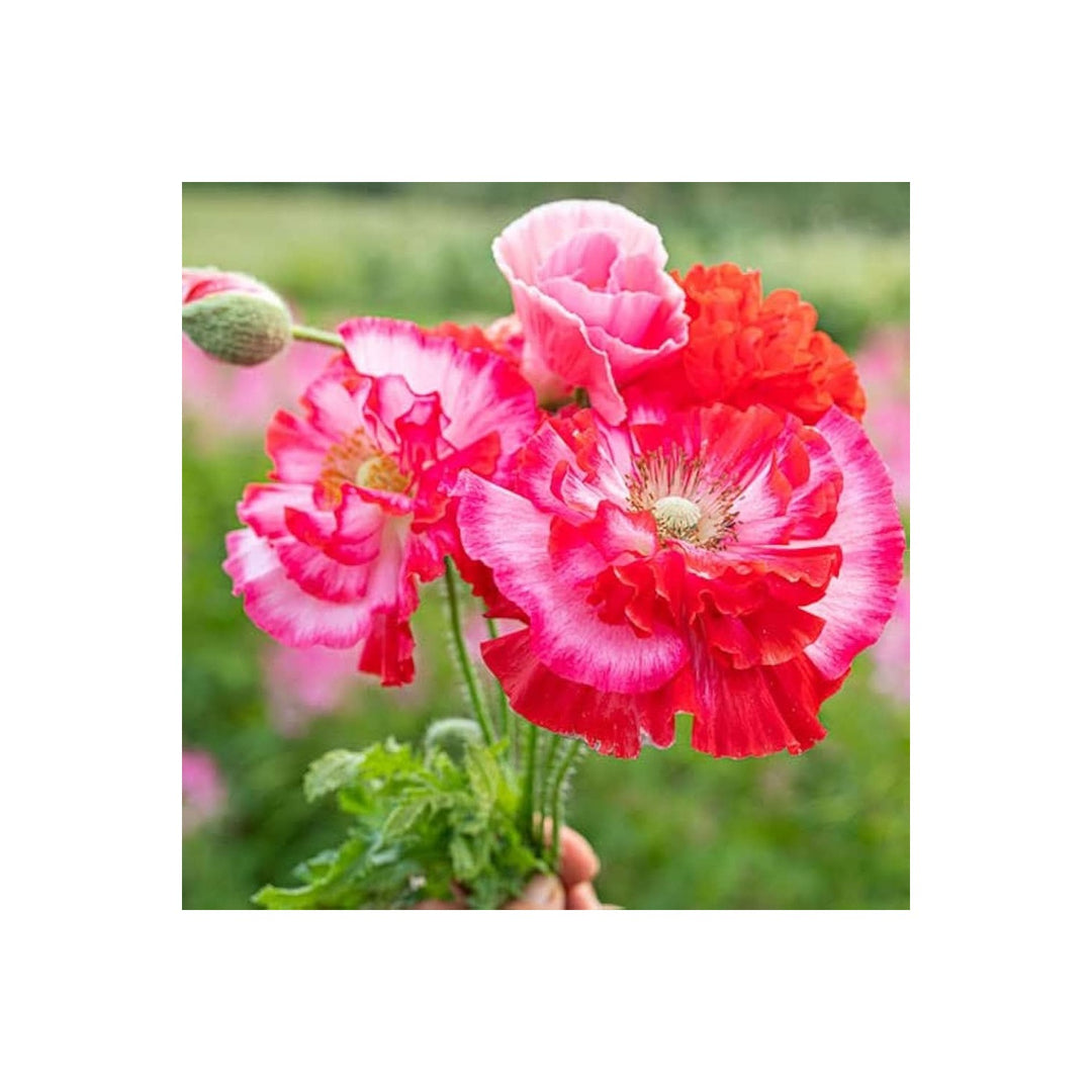 Shirley Single Mix Poppy Papaver Rhoeas Flower For Colorful Backyard And Flower Field Planting [neera-v5-977a85b9010e14542a50]