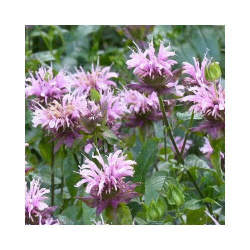 Wild Bergamot Planting Monarda Bee Balm Attracts Butterflies Bees Free Ship Heirloom Non Gmo [neera-v5-977f6395a82d310b4b69]