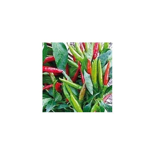 Philippine Hot Pepper Vegetable Seeds for Planting [neera-v5-979ebcffcb90562ad3fd]