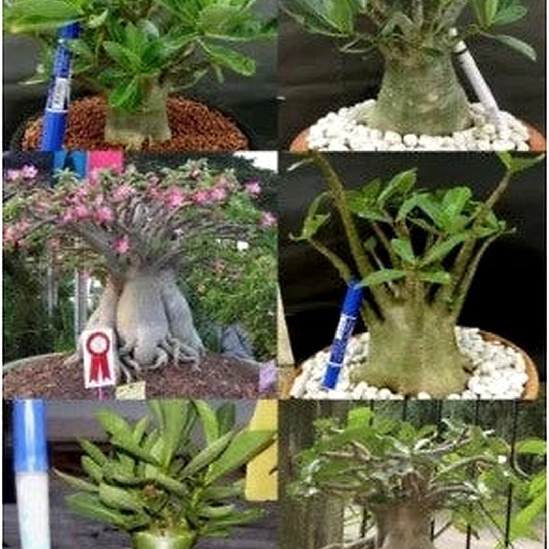 Adenium Arabicum Mixed Types Desert Rose Heirloom Non Gmo Flower Seeds Home Garden Planting, [neera-v5-97b33d013281c4e8455a]