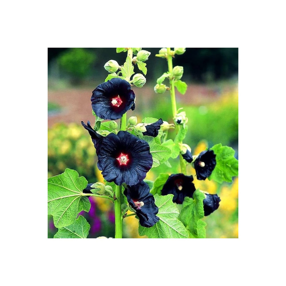 Black Heirloom Non Gmo Hollyhock Flower For Planting Tall Dramatic Blooms For Cottage Gardens [neera-v5-97c70bc58e0ae941d287]