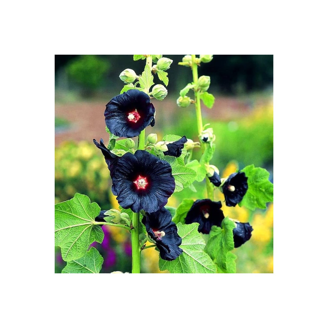 Black Heirloom Non Gmo Hollyhock Flower For Planting Tall Dramatic Blooms For Cottage Gardens [neera-v5-97c70bc58e0ae941d287]